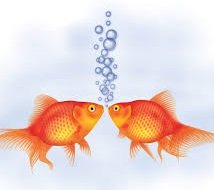 Goldfish Couple
